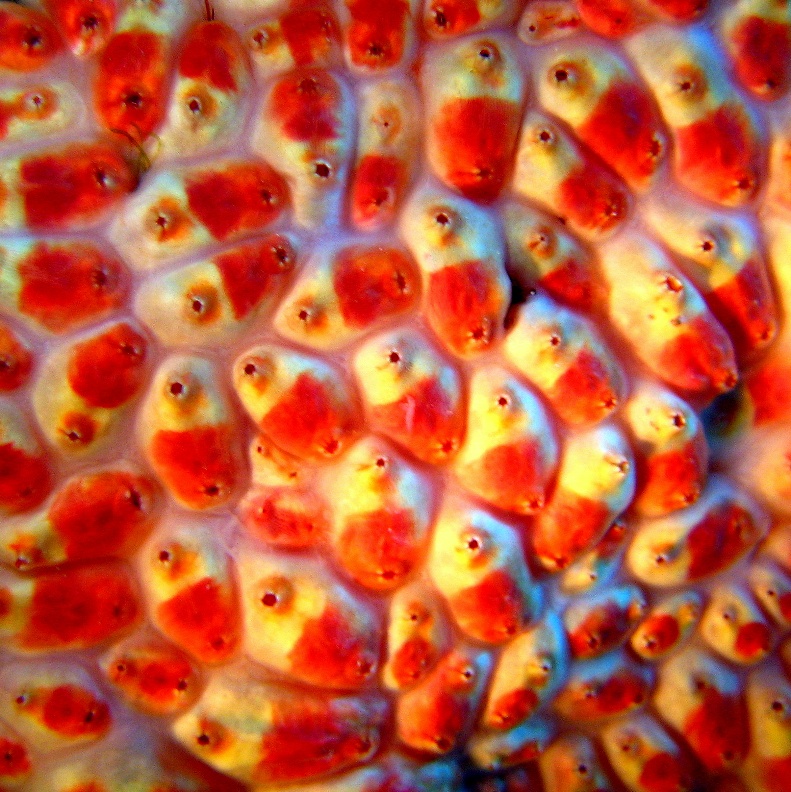 Колониальные асцидии. Колониальные асцидии.