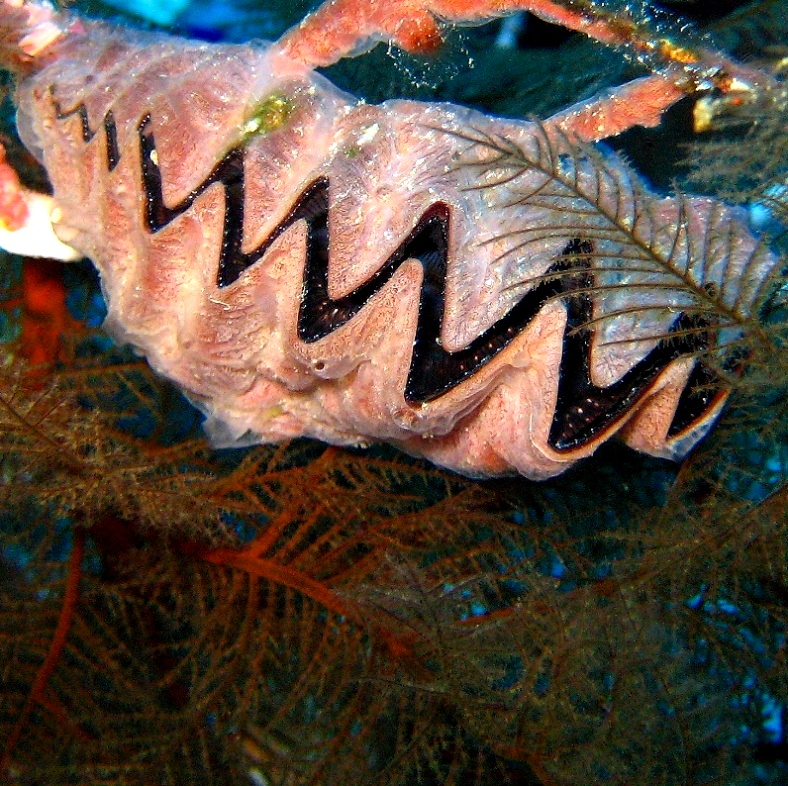 Такая вот устрица. Такая вот устрица.