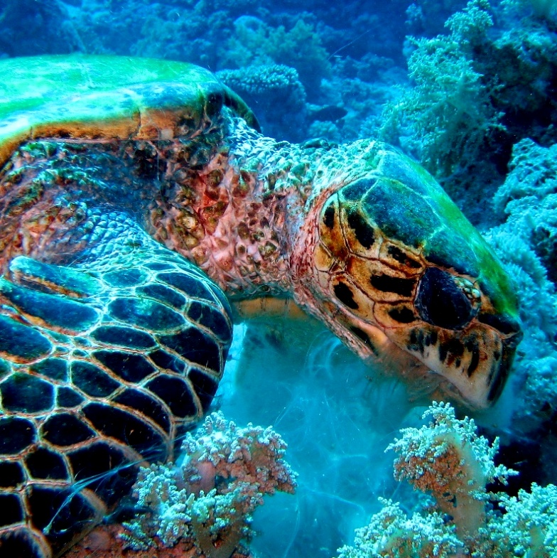 Морская черепаха Бисса. Морская черепаха Бисса.