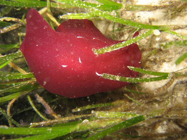 Голожаберники "без жабр" Голожаберники "без жабр"