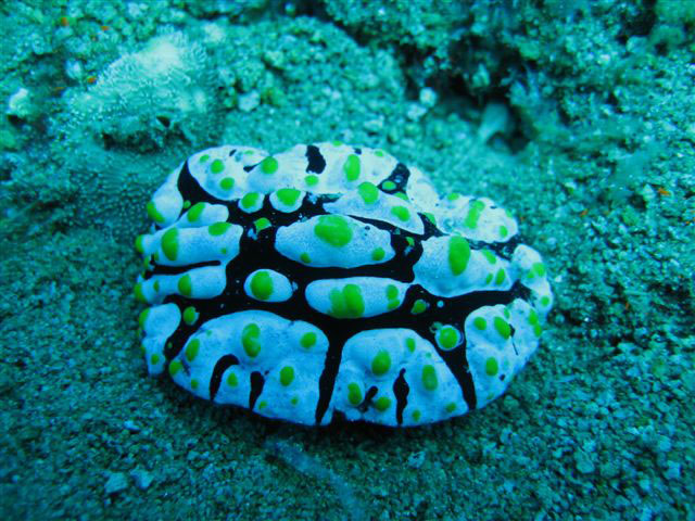 Голожаберники "без жабр" Голожаберники "без жабр"