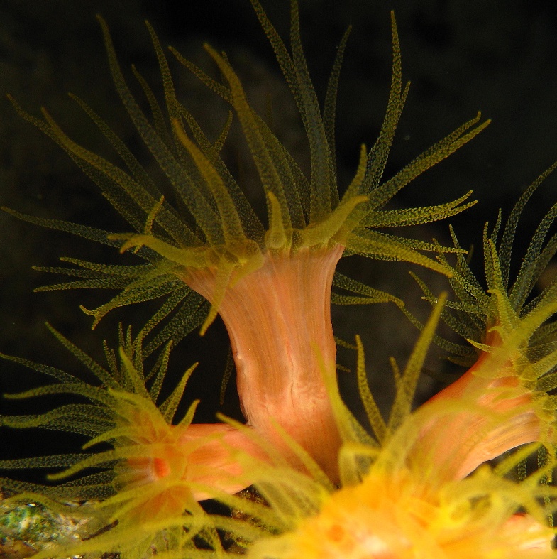 Ночь. Солнечный коралл. Ночь. Солнечный коралл.