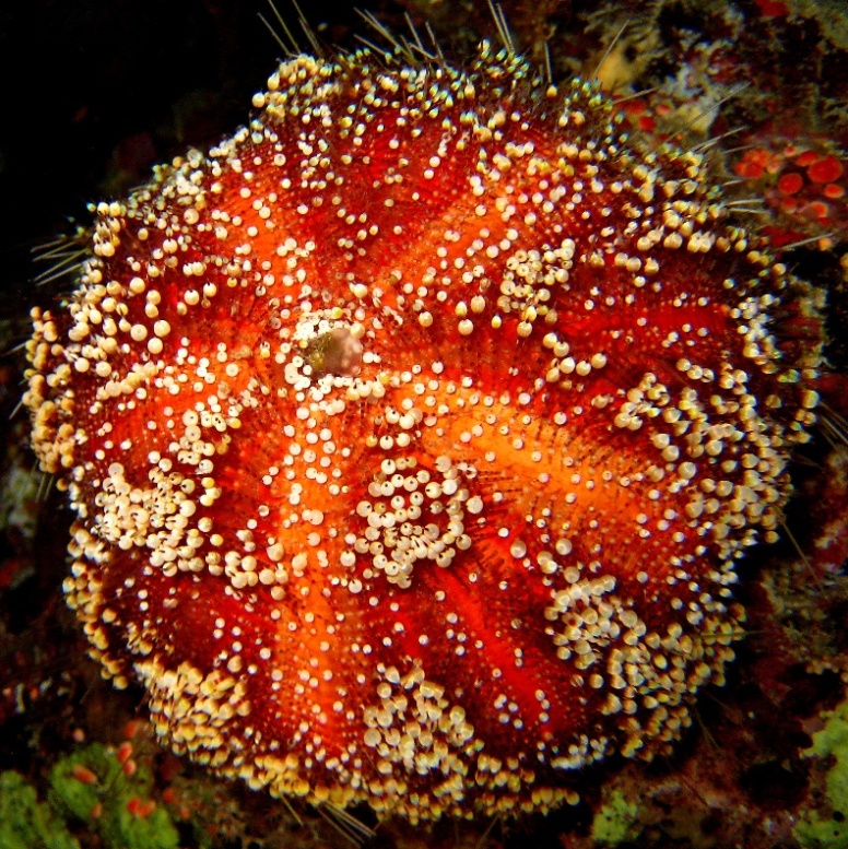 Ядовитый морской ёж. Ядовитый морской ёж.