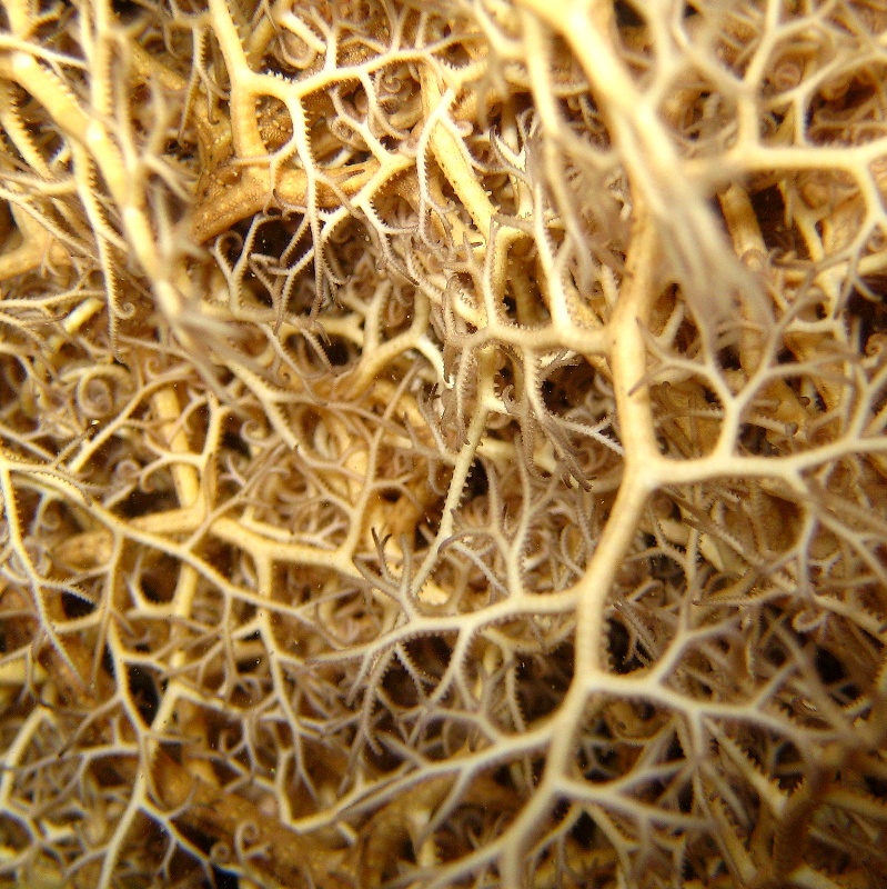 Офиура Горгоноцефал днём. Офиура Горгоноцефал днём.