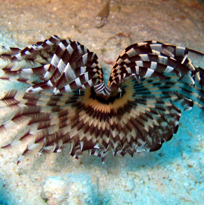 Морской трубчатый червь. Морской трубчатый червь.