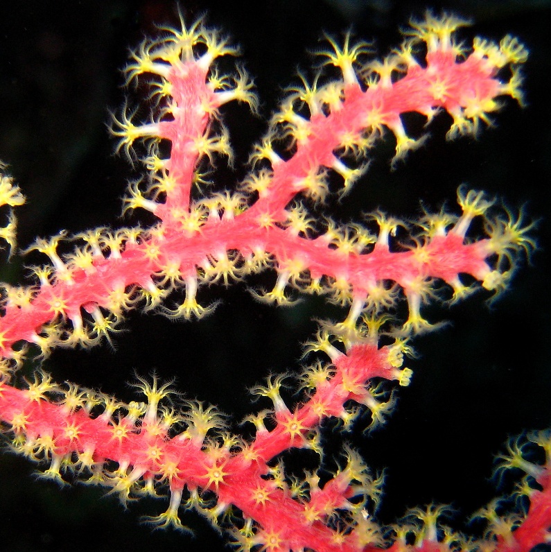 Роговой коралл. Роговой коралл.