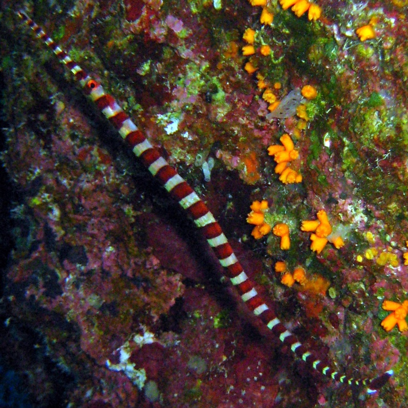 Морская игла. Морская игла.