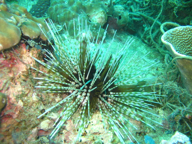 Подводные фото Подводные фото