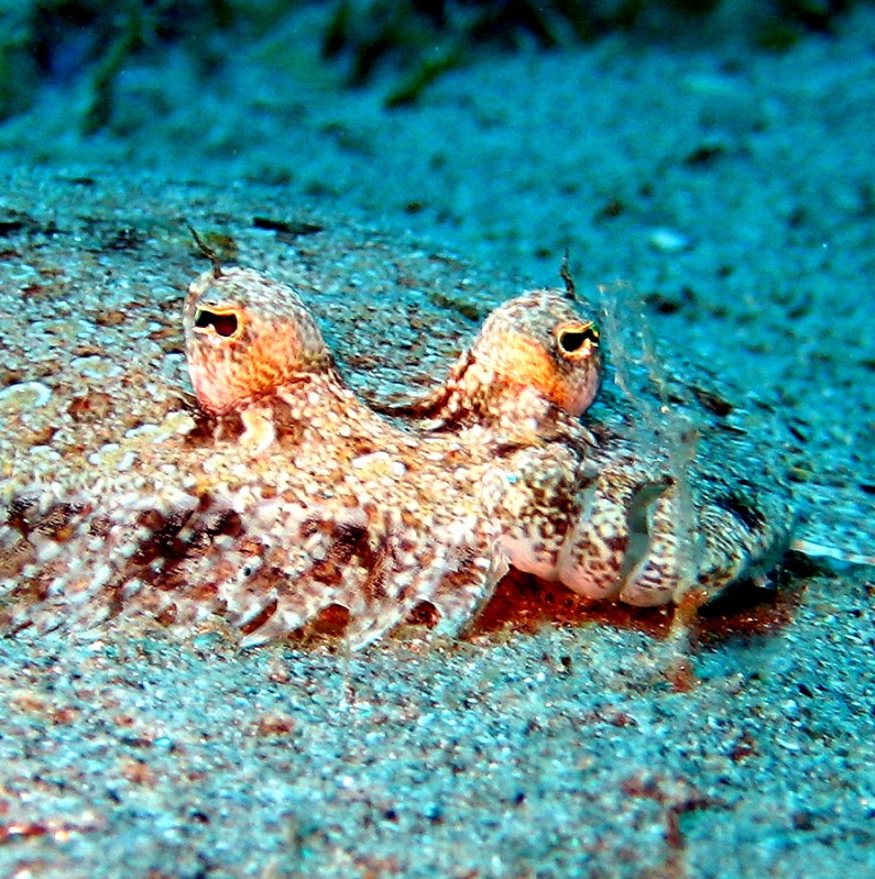 Морской язык. Морской язык.