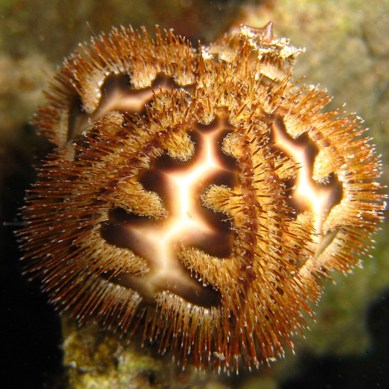 Морской ёж. Морской ёж.