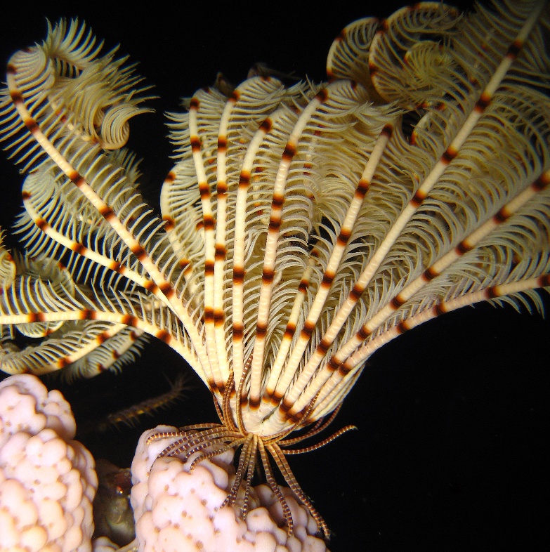 Морская лилия. Морская лилия.