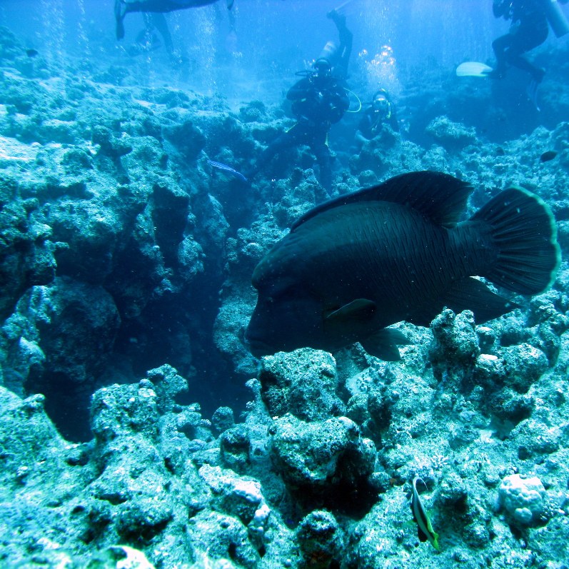 Наполеон над Каньоном. Наполеон над Каньоном.