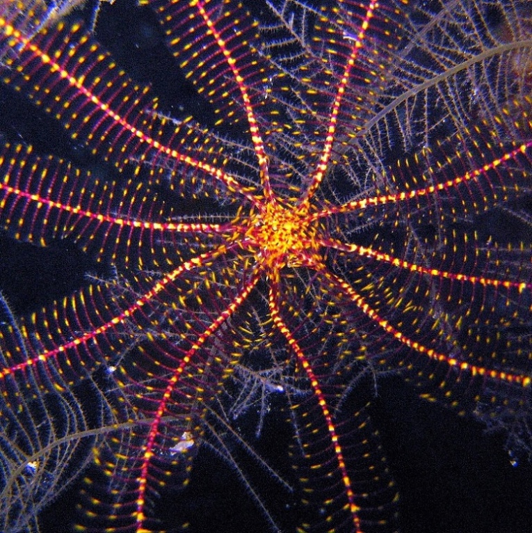 Сумеречная жизнь гротов. Сумеречная жизнь гротов.