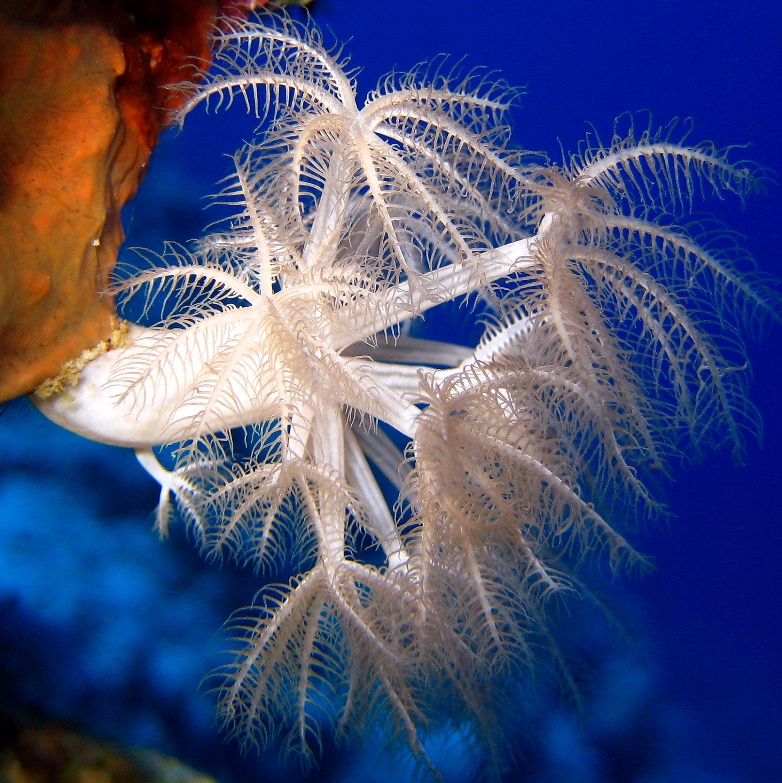 Ксения, мягкий коралл. Ксения, мягкий коралл.