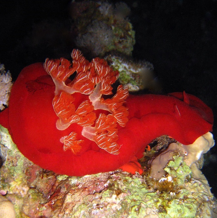 Испанский танцор. Испанский танцор.