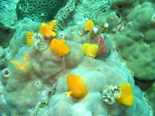 Подводные фото Подводные фото