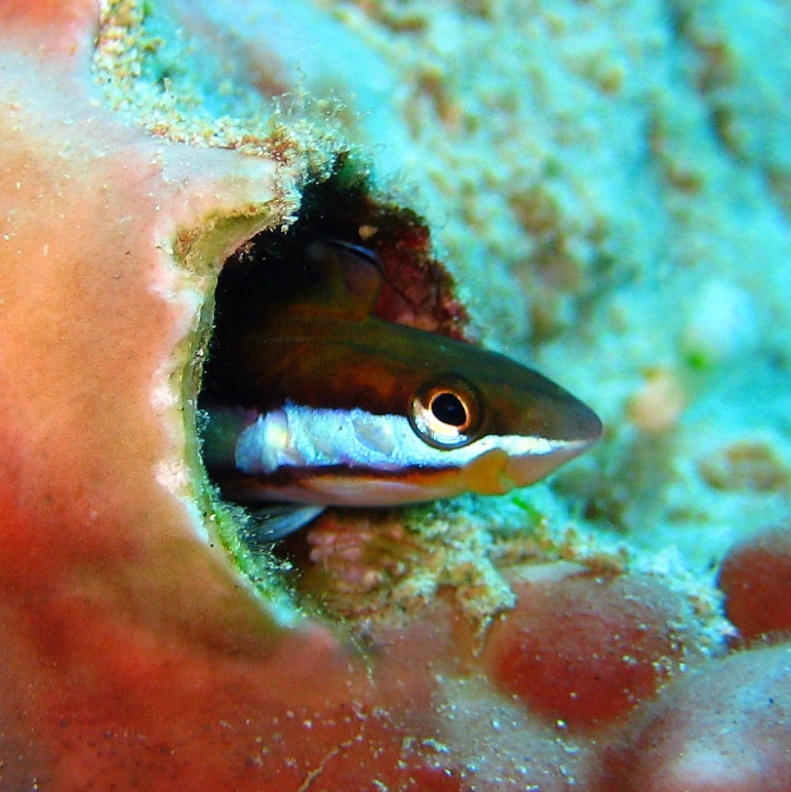 Морская собачка Чешуеядный Плагиотрем. Морская собачка Чешуеядный Плагиотрем.