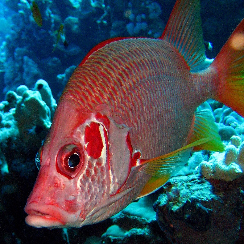 Вооруженная рыба-белка. Вооруженная рыба-белка.