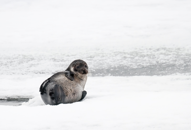 Тюленья тема Тюленья тема