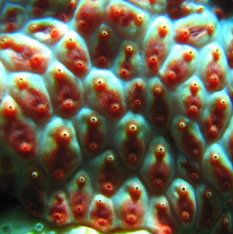 Абрикосовые асцидии. Абрикосовые асцидии.