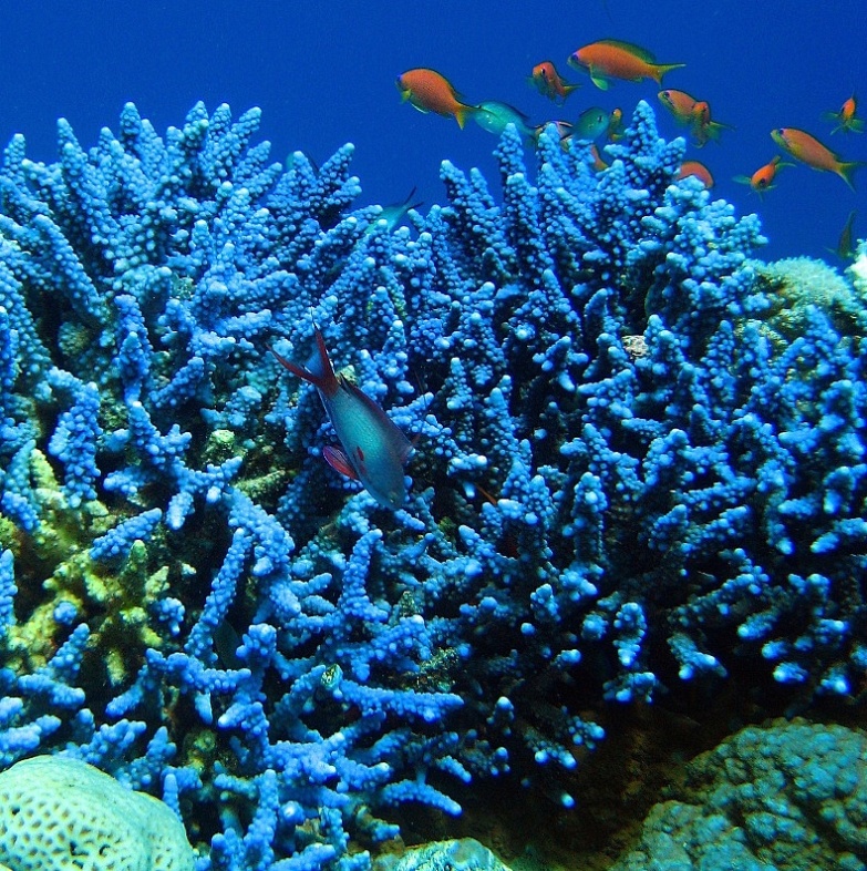 Акропора Хемприха в голубом исполнении. Акропора Хемприха в голубом исполнении.