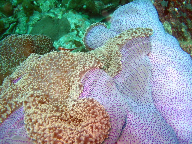 Подводные фото Подводные фото