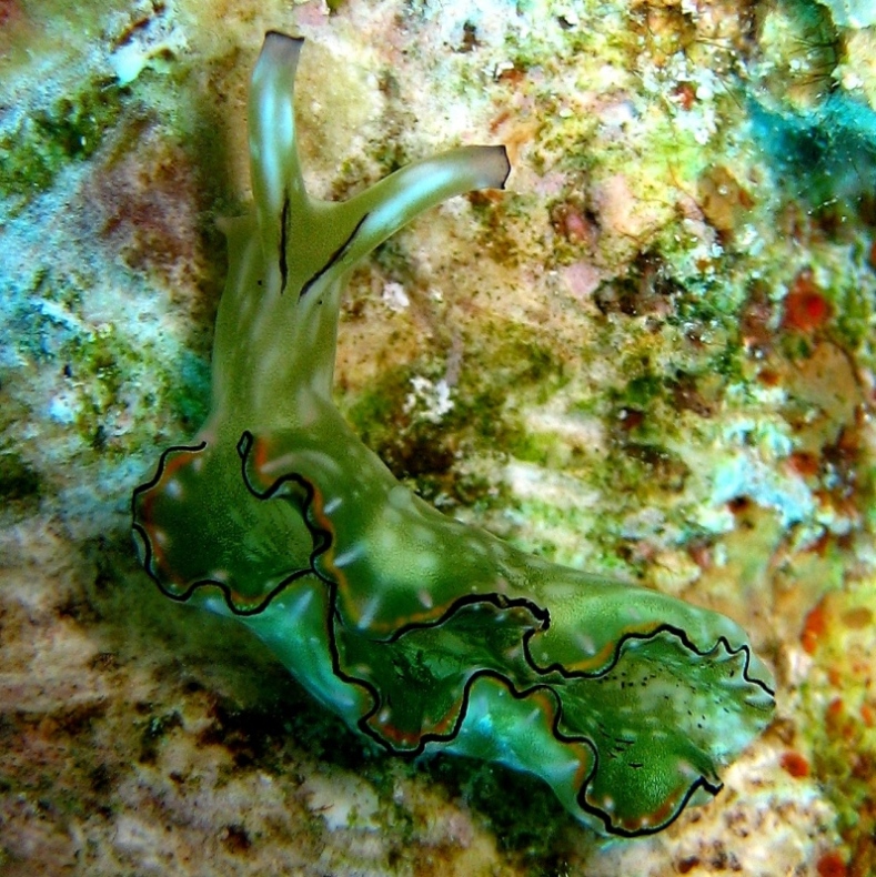 Морской слизень. Морской слизень.