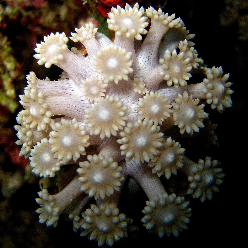 Мягкий коралл Гониопора. Мягкий коралл Гониопора.