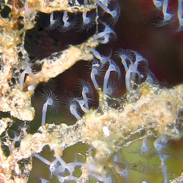 Гидроидные полипы. Гидроидные полипы.