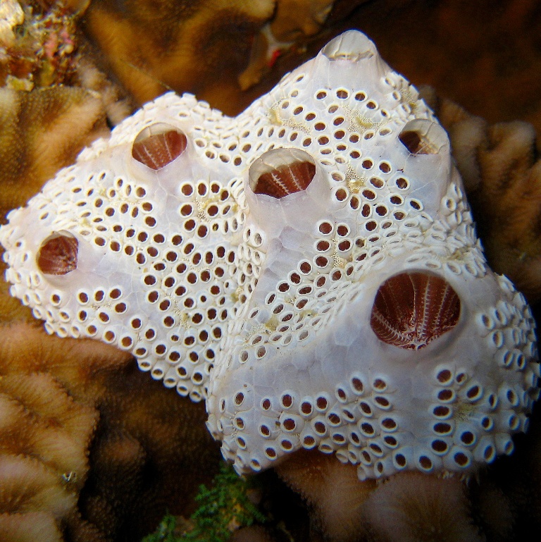 Колониальные асцидии. Колониальные асцидии.