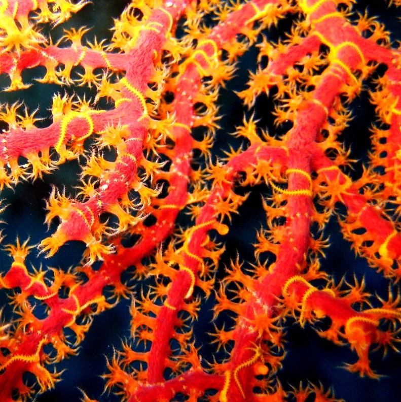 Горгонария с офиурками. Горгонария с офиурками.