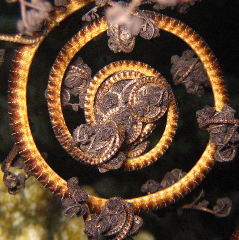 Свёрнутая веточка Горгоноцефала. Свёрнутая веточка Горгоноцефала.