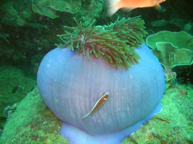 Подводные фото Подводные фото