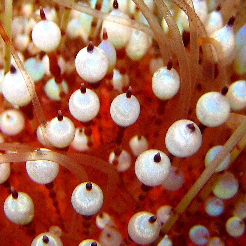 Ядовитый морской ёж. Ядовитый морской ёж.