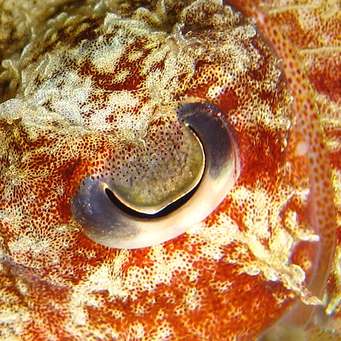 Каракатица. Каракатица.