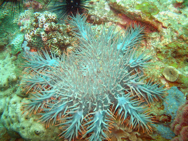 Пожиратель коралов Пожиратель коралов