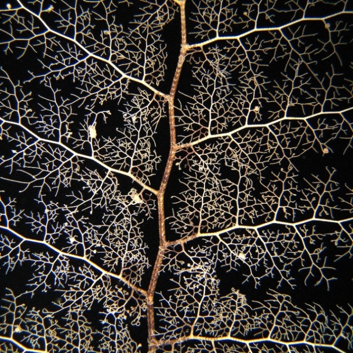 Офиура Горгоноцефал. Офиура Горгоноцефал.