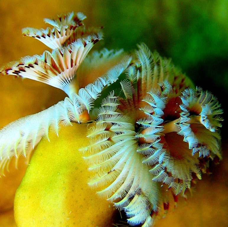 Морские черви. Морские черви.