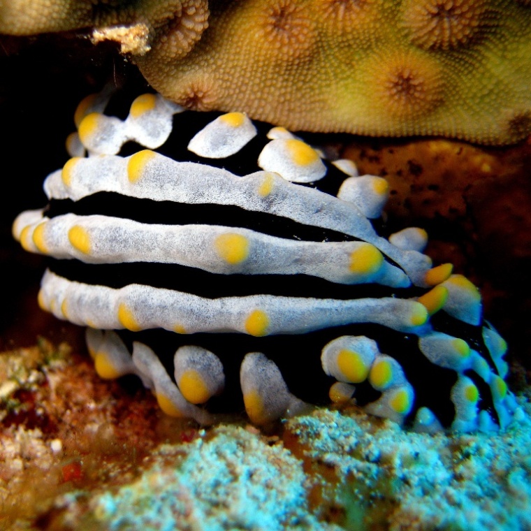 Голожаберник. Голожаберник.