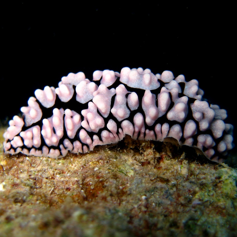 Голожаберник. Голожаберник.