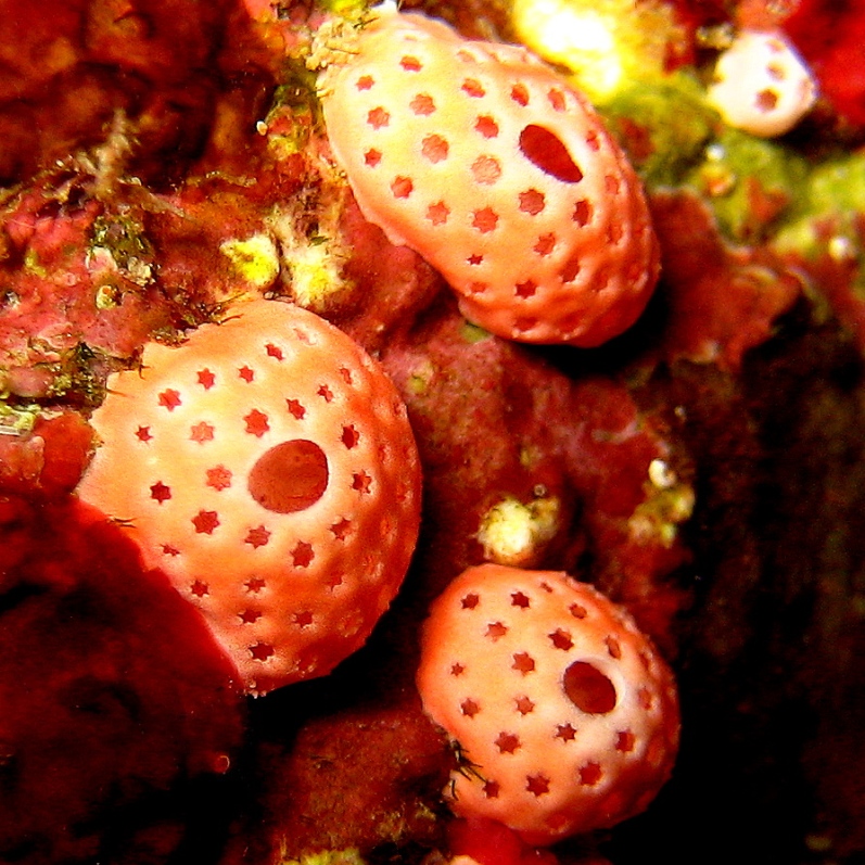 Колониальные асцидии. Колониальные асцидии.