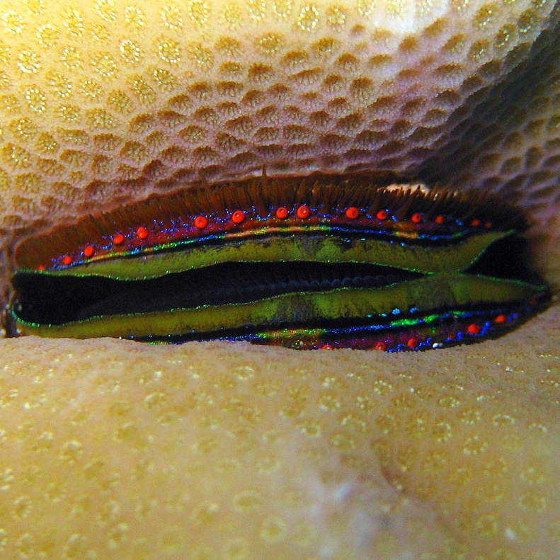 Коралловый гребешок. Коралловый гребешок.