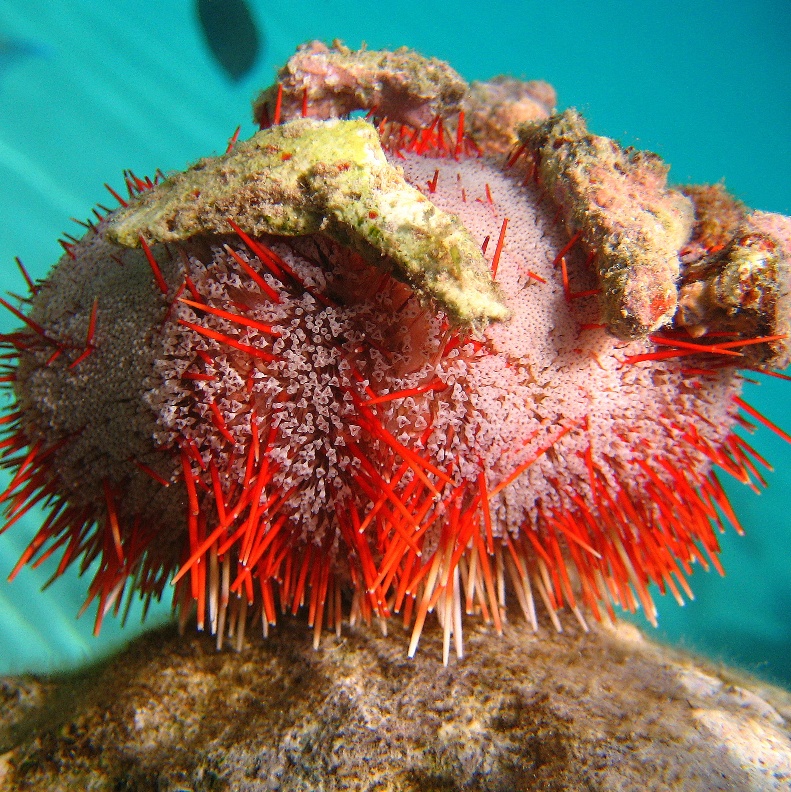 Морской ёж. Морской ёж.