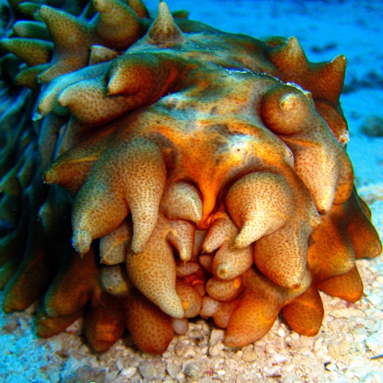 Голотурия. Голотурия.