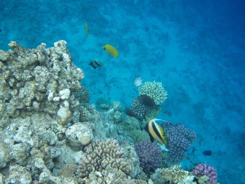 Шарм 04.10 Шарм 04.10