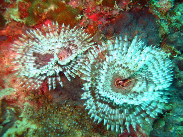 Подводные фото Подводные фото