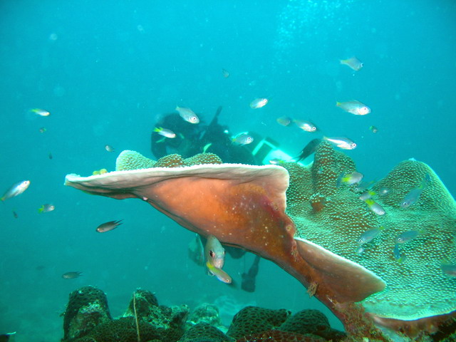 Подводные фото Подводные фото