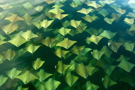 Миграция скатов. Миграция скатов.