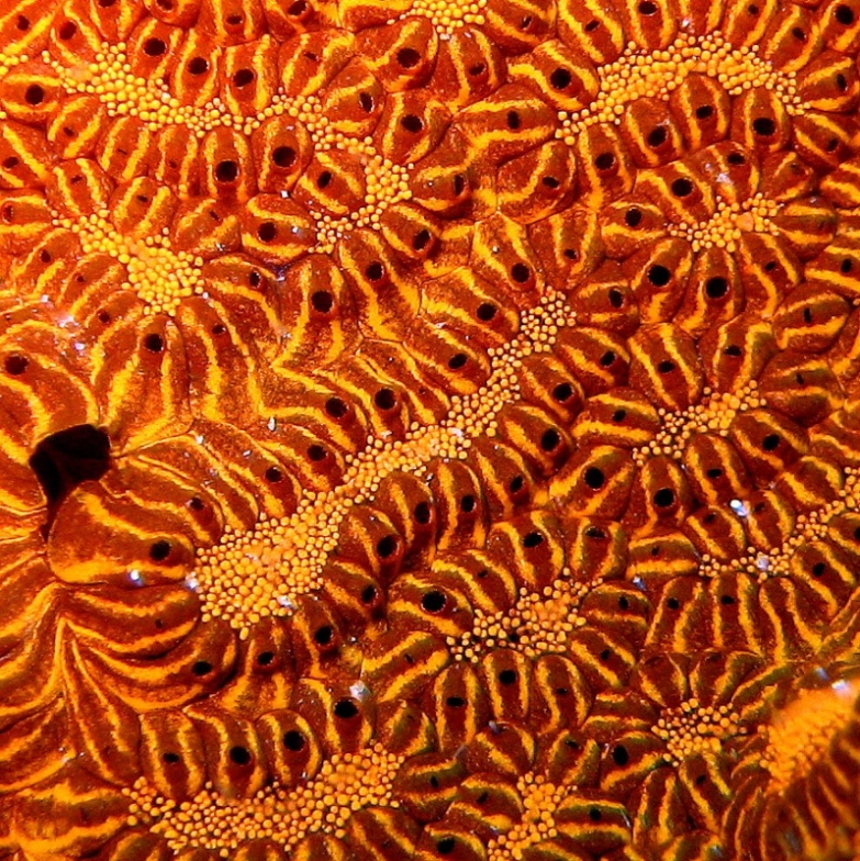 Колониальные асцидии. Колониальные асцидии.