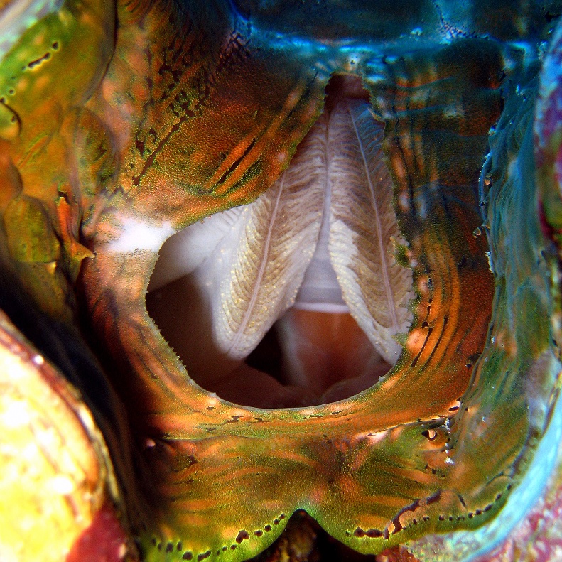 Моллюск Тридакна. Моллюск Тридакна.